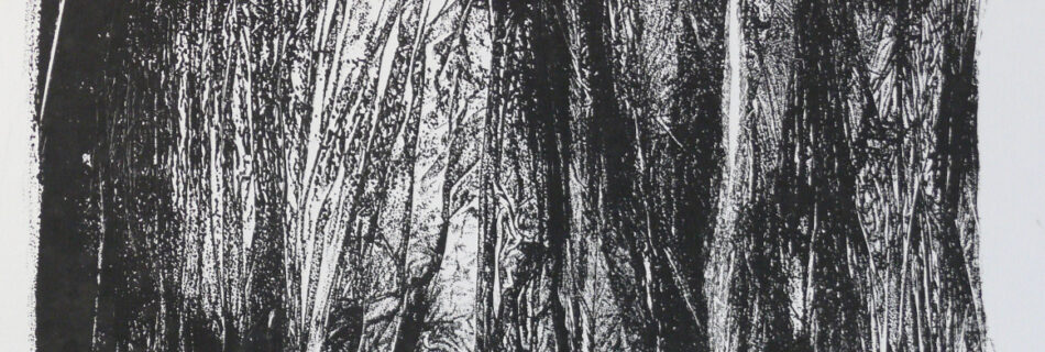 Wald | 42 x 29,5 cm; Materialdruck auf Papier
